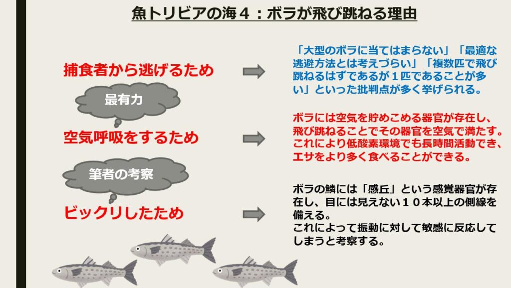 魚トリビアの海４ ボラ はなぜ飛び跳ねる 魚ときどき私